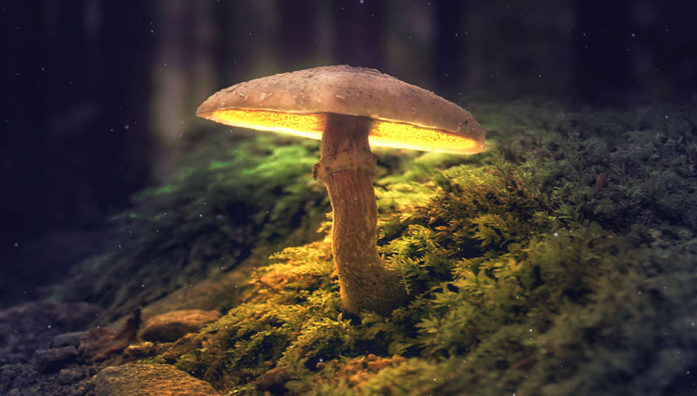 blog Banner Mushroom